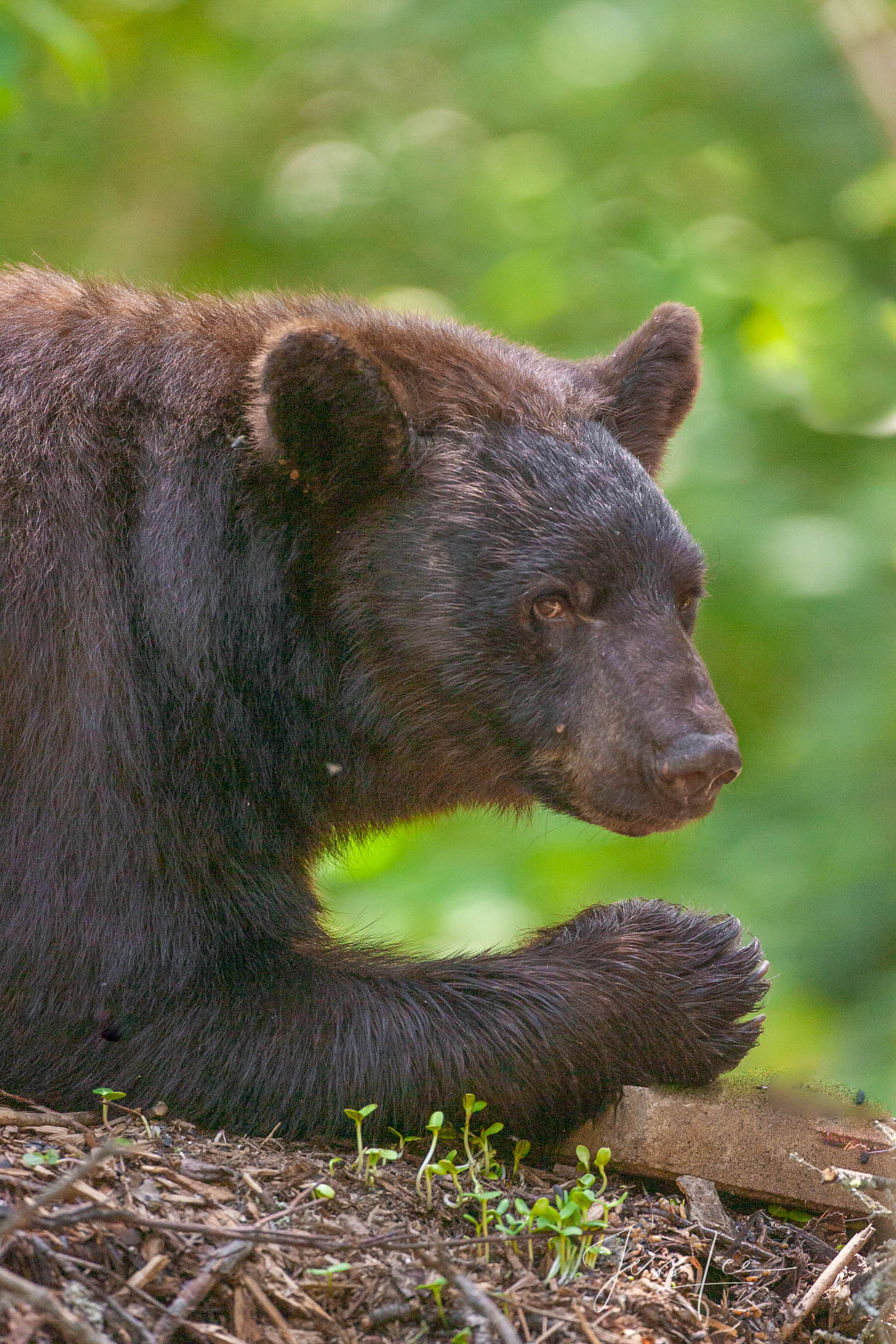 Black Bear Picture #7-1 Black Bear 7-1 eating Photo Limited Edition of 100 prints These bear photographs are offered as high-quality prints for sale...