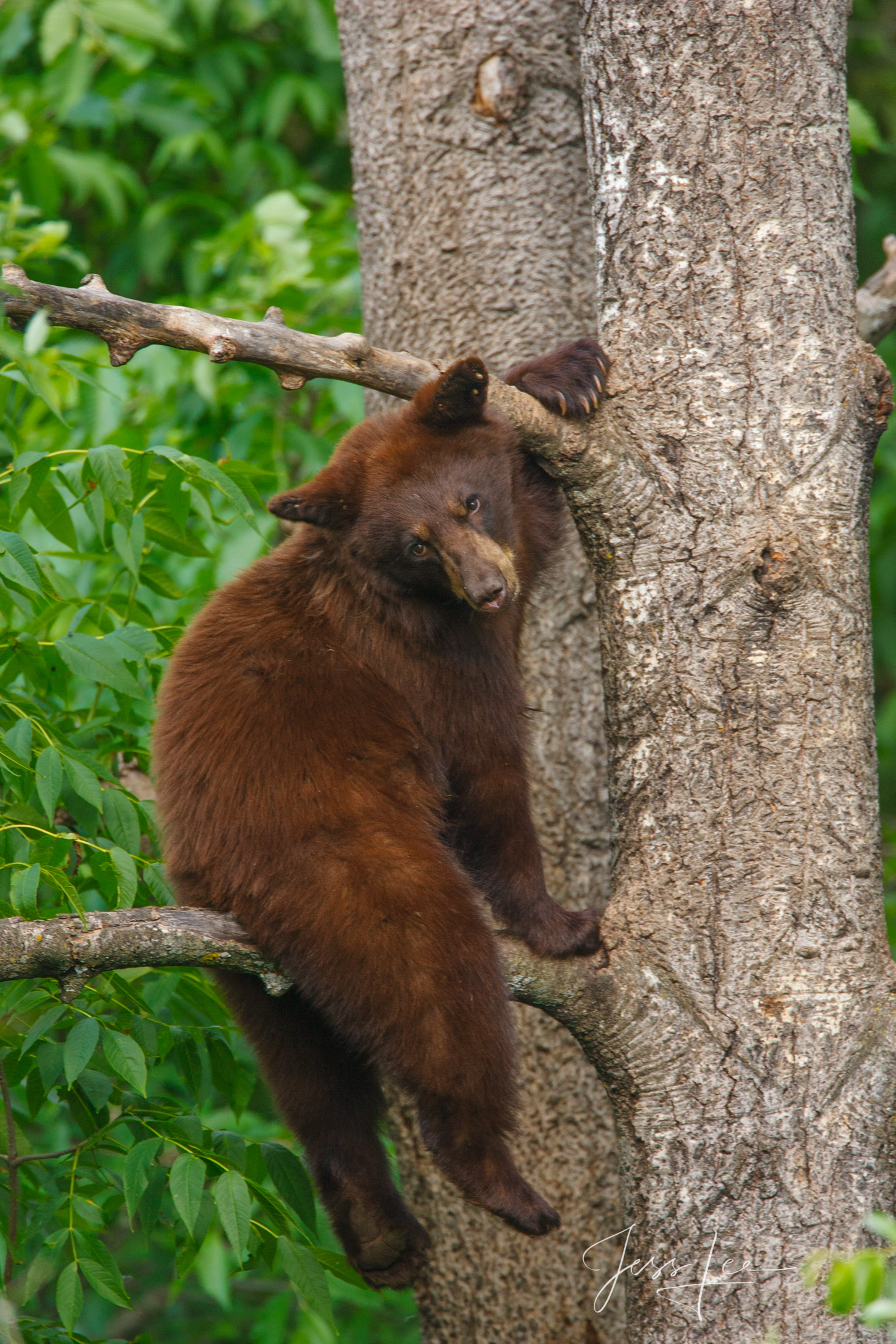 Black Bear cub on a tree  Limited Edition Picture These bear photographs are offered as high-quality prints for sale as created...