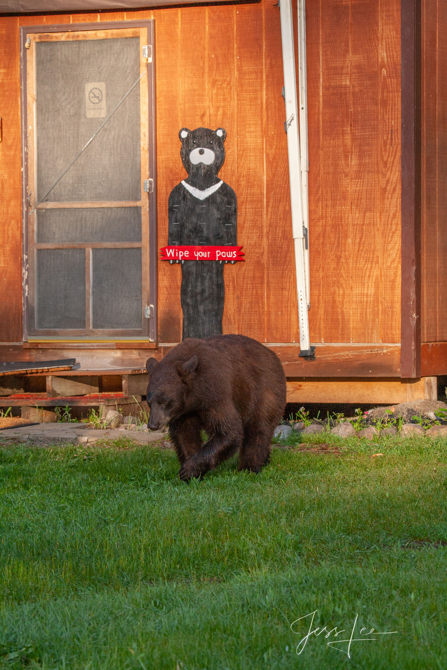 Black Bear at a cabin Black Bear Photo of bear at a cabin a Limited Edition Picture
