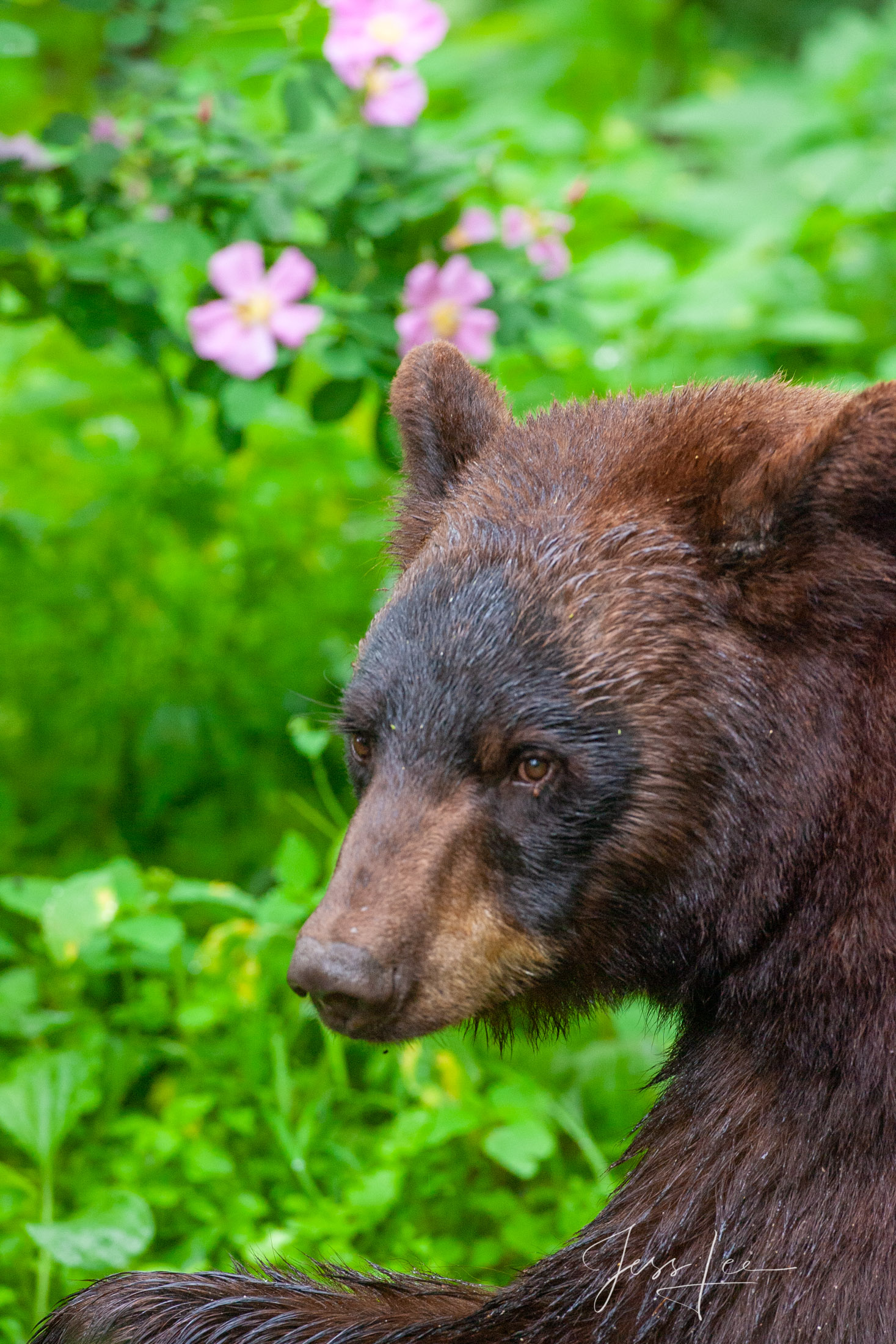 Black Bear Headshot Photo  Limited Edition Picture These bear photographs are offered as high-quality prints for sale as created...