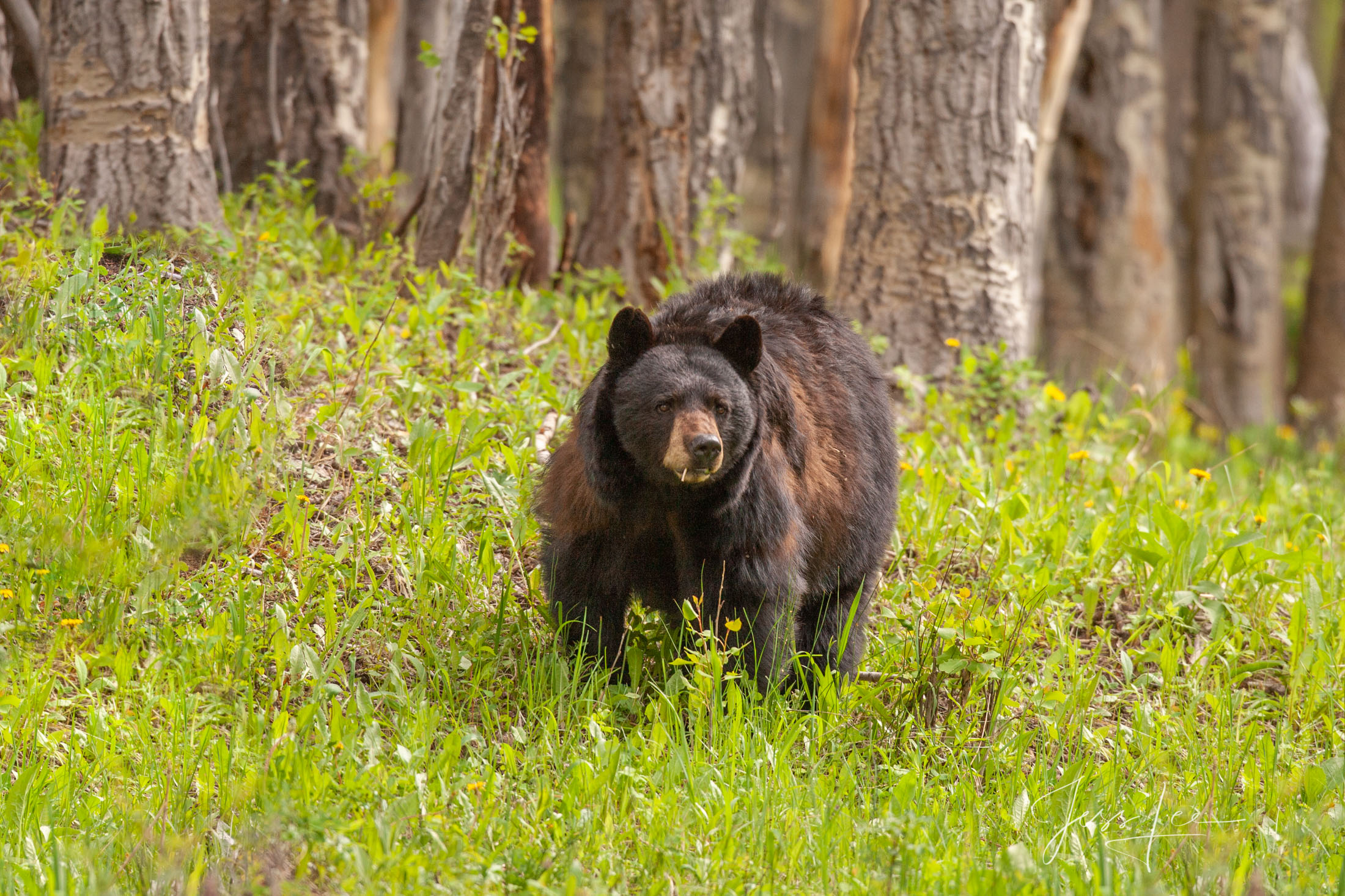 Big Black Bear Photo-Limited Edition Photography. These bear photographs are offered as high-quality prints for sale as created...