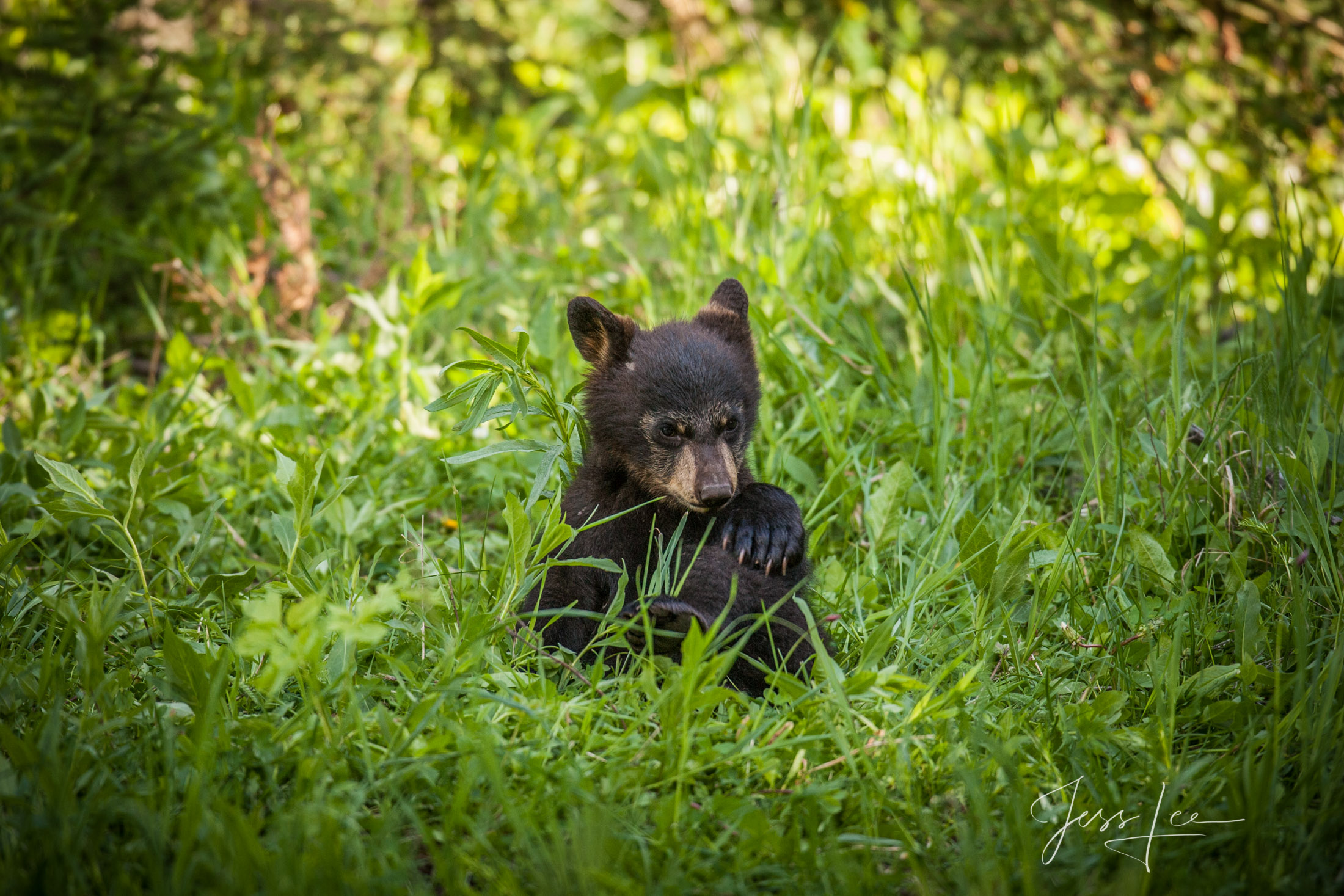 Black Bear Photo  Limited Edition cub Picture. These bear photographs are offered as high-quality prints for sale as created...