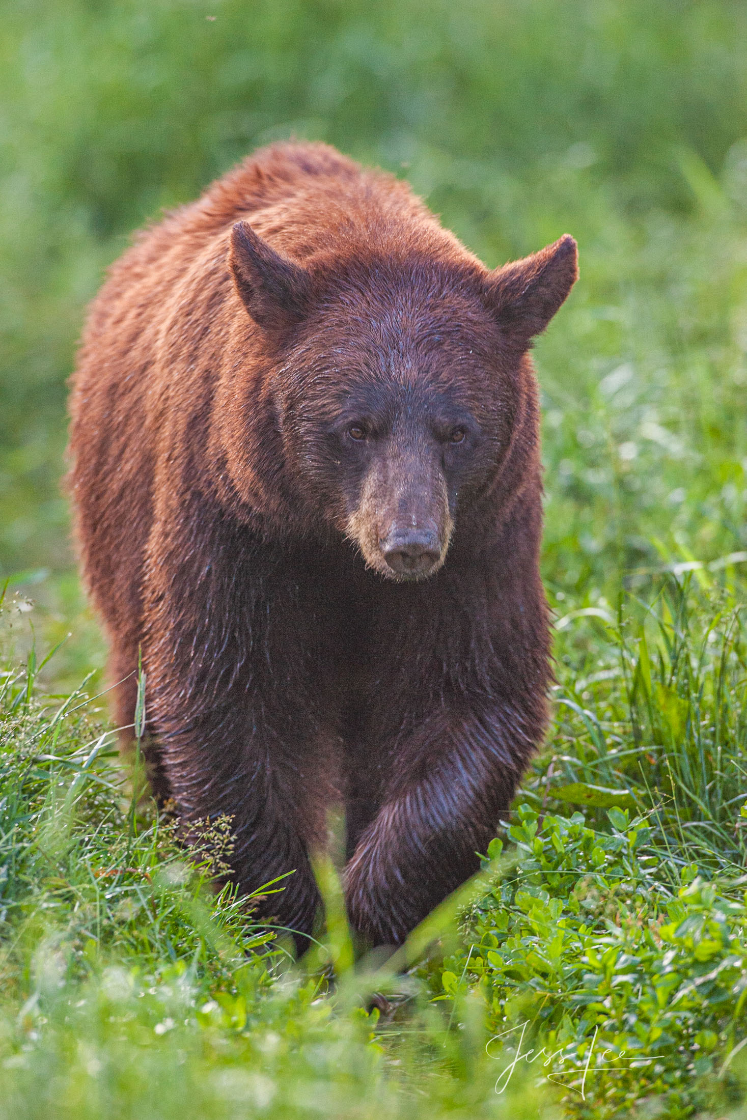 Black Bear Photo Ltd. Edition Red Black Bear Photo Limited Edition Print. These bear photographs are offered as high-quality prints for sale as created by...