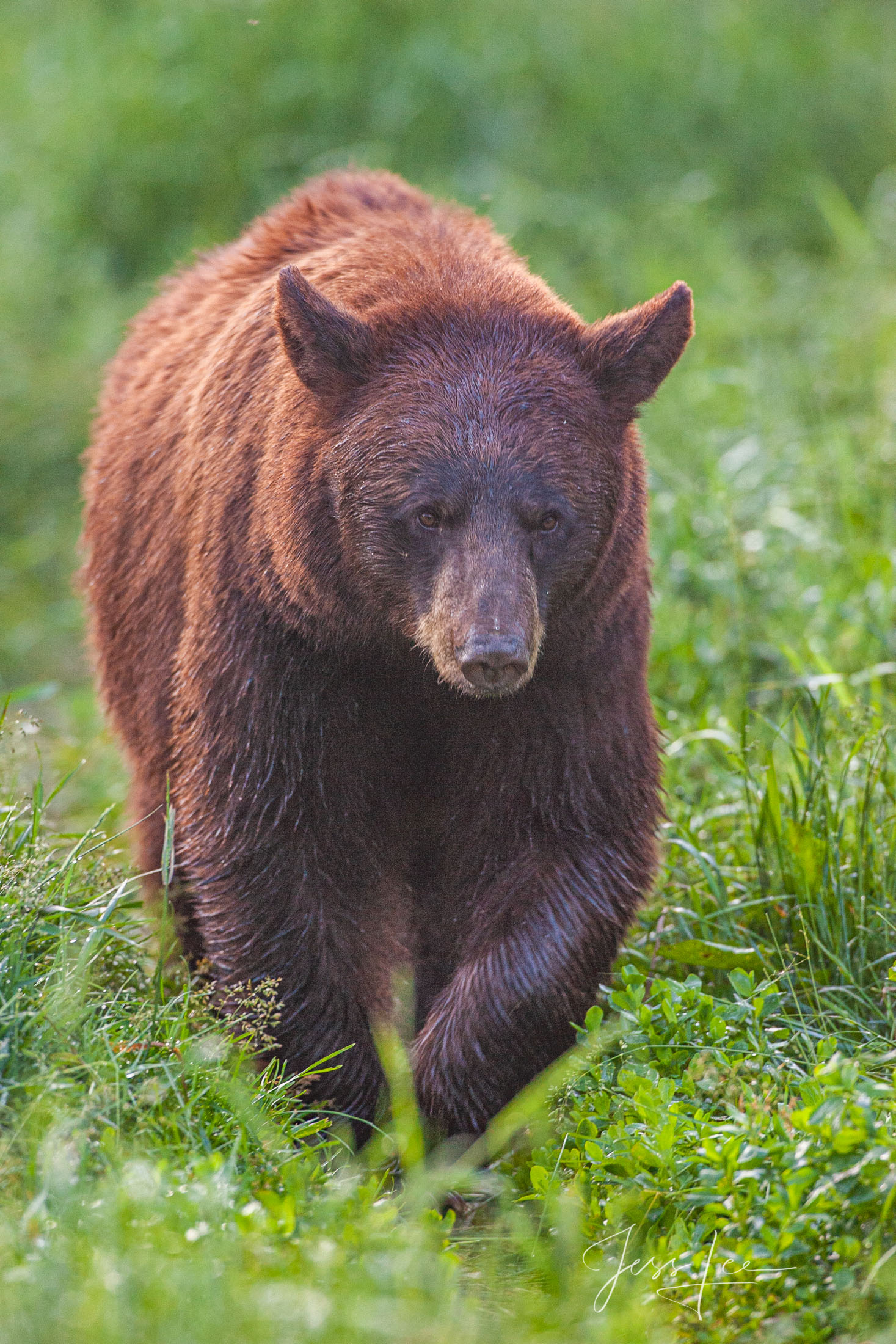 Red Black Bear Photo  Limited Edition Print. These bear photographs are offered as high-quality prints for sale as created by...