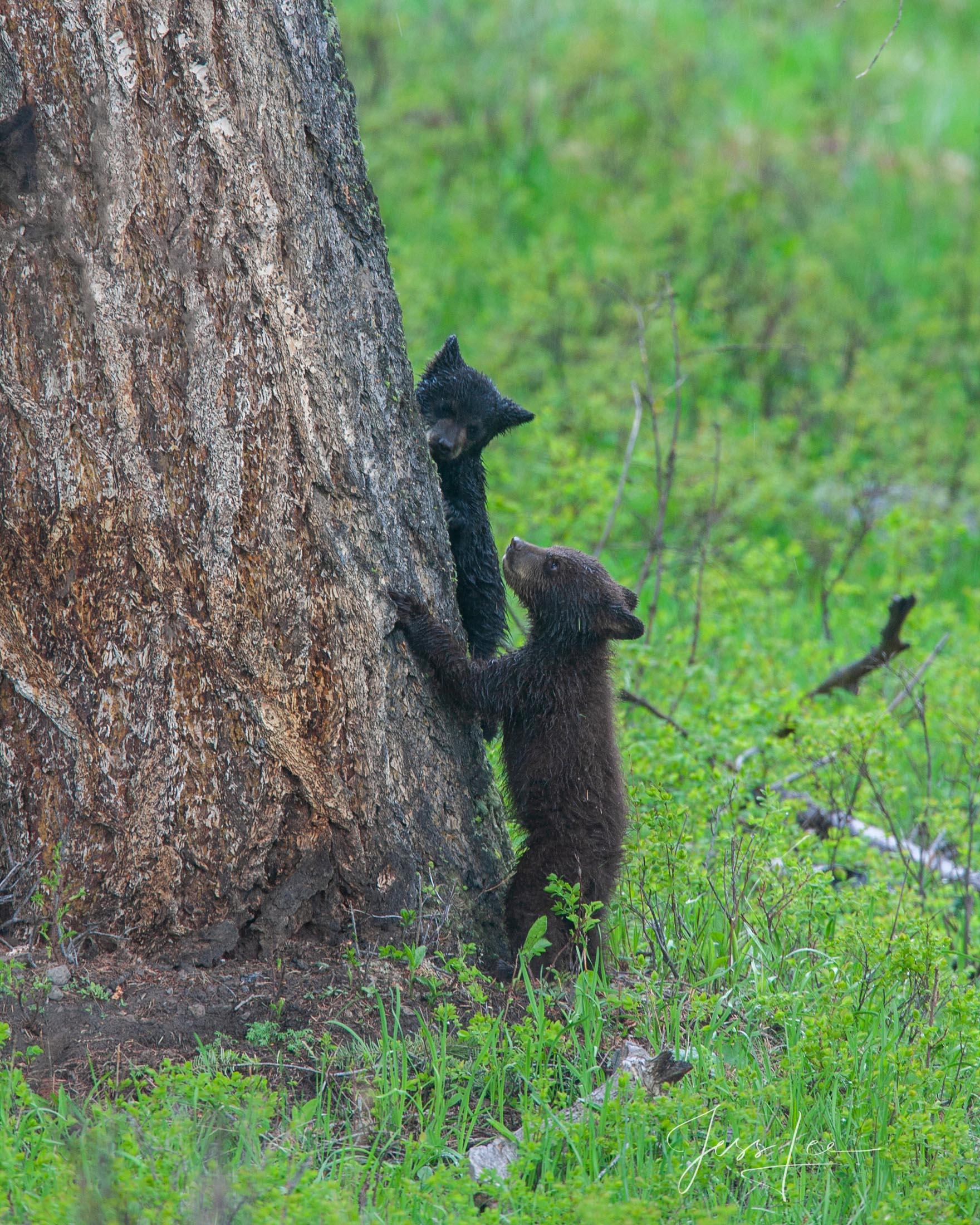 Black Bear cubs in tree Picture Black Bear cus at a tree, photo Limited Edition of 300 prints. These bear photographs are offered as high-quality prints for...