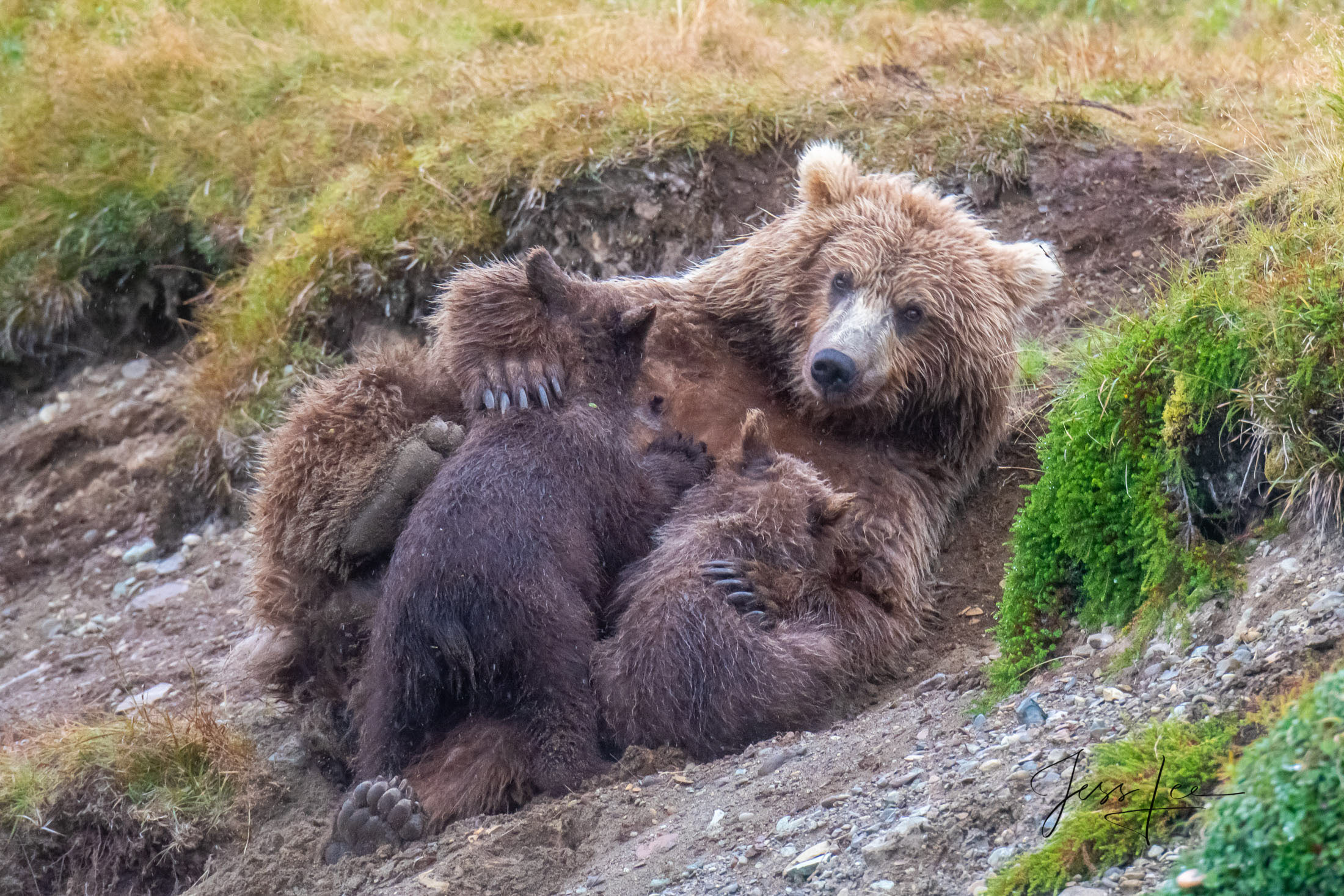 Picture of Grizzly bear nursing