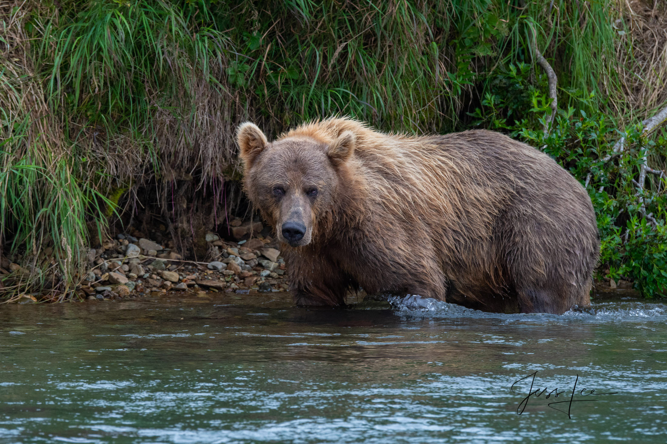 Fishing Grizzly / Brown Bear Picture of Grizzly Bear Fishing for Salmon