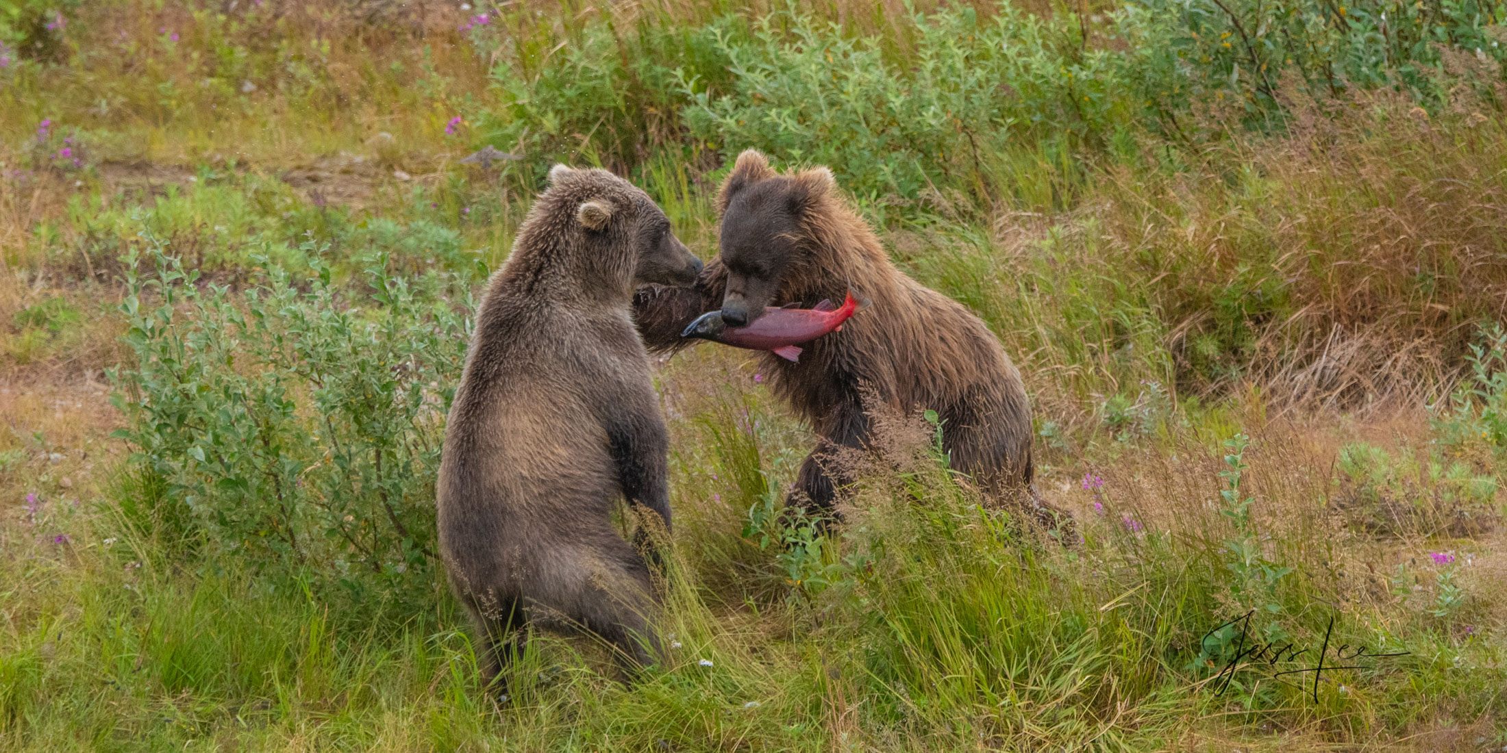 Picture of Grizzly Bear