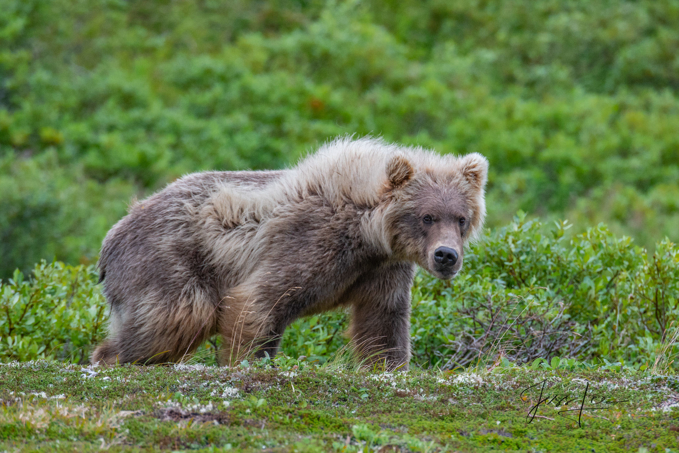 Picture of Grizzly Bear