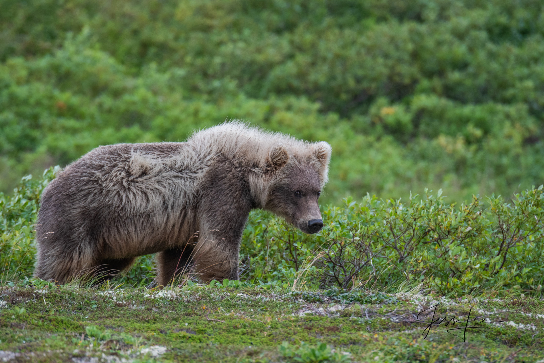 grizzly bear picture