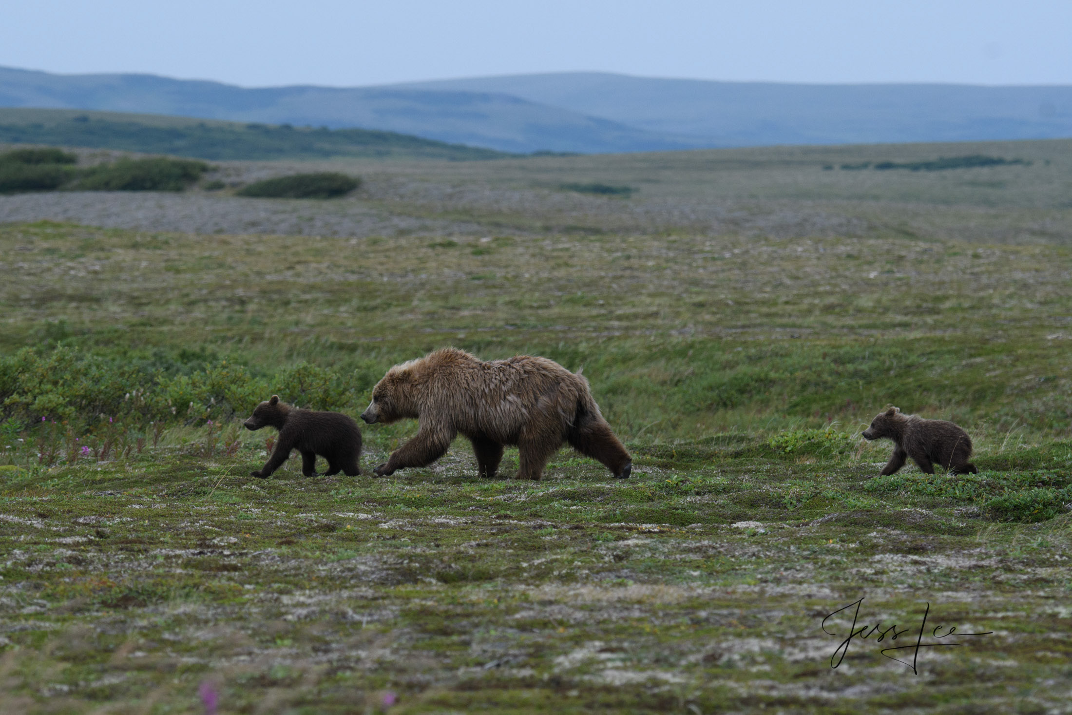 Picture of grizzly and cubs