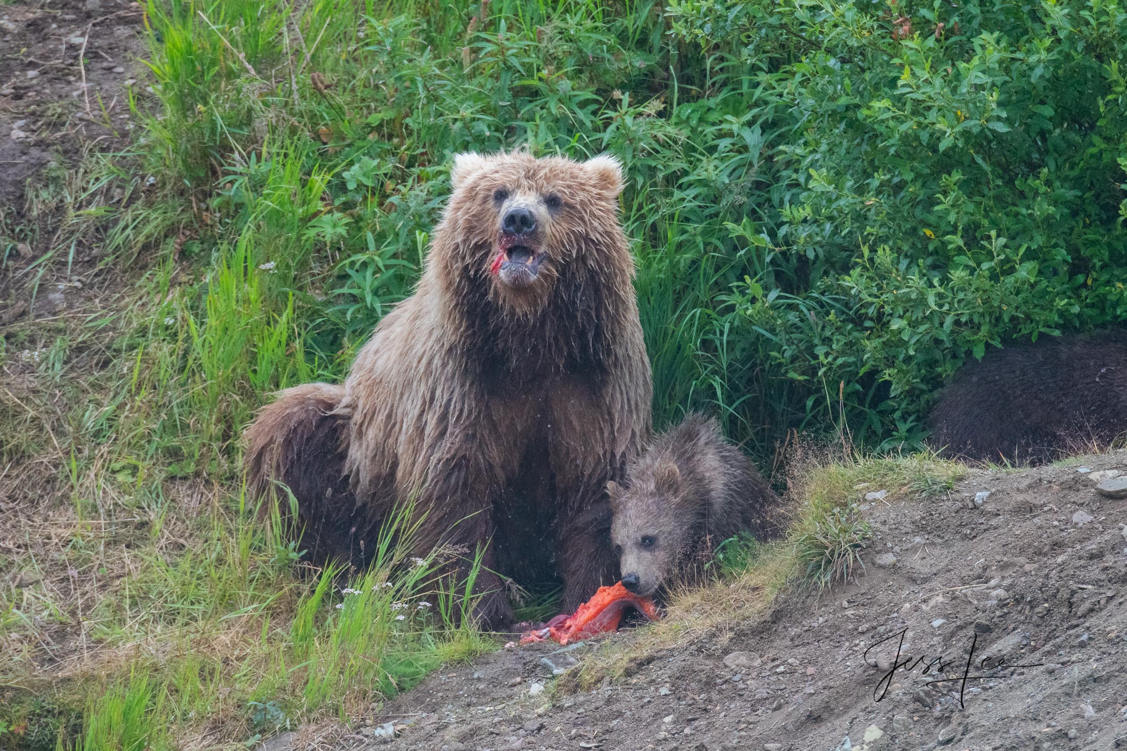 Grizzly/Brown Bear Sow and Cubs with fish picture Picture of Grizzly with salmon
