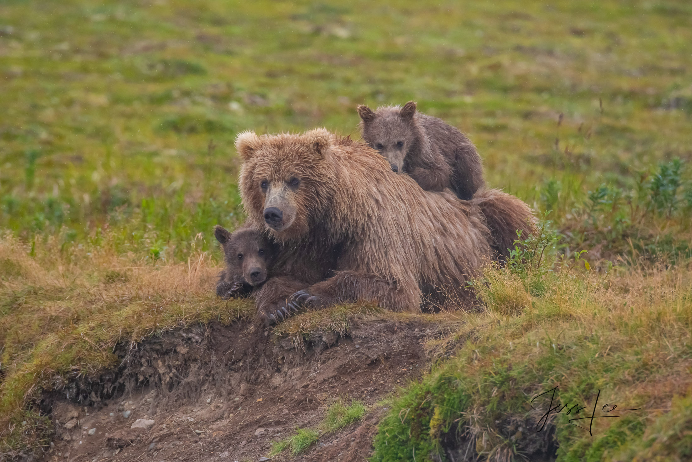 Take a Seat Picture od Grizzly and cubs