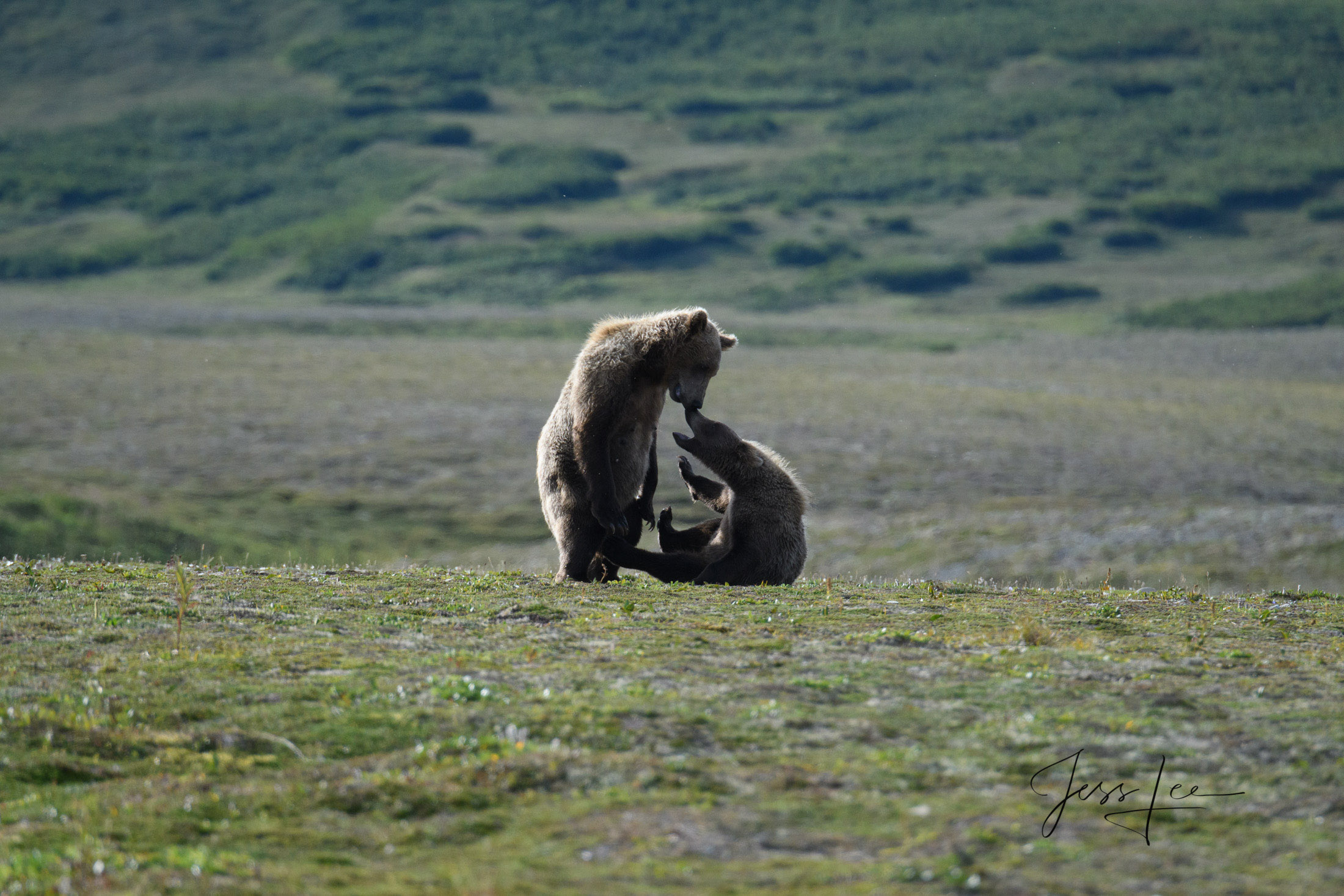 picture of Grizzly Bears fighting