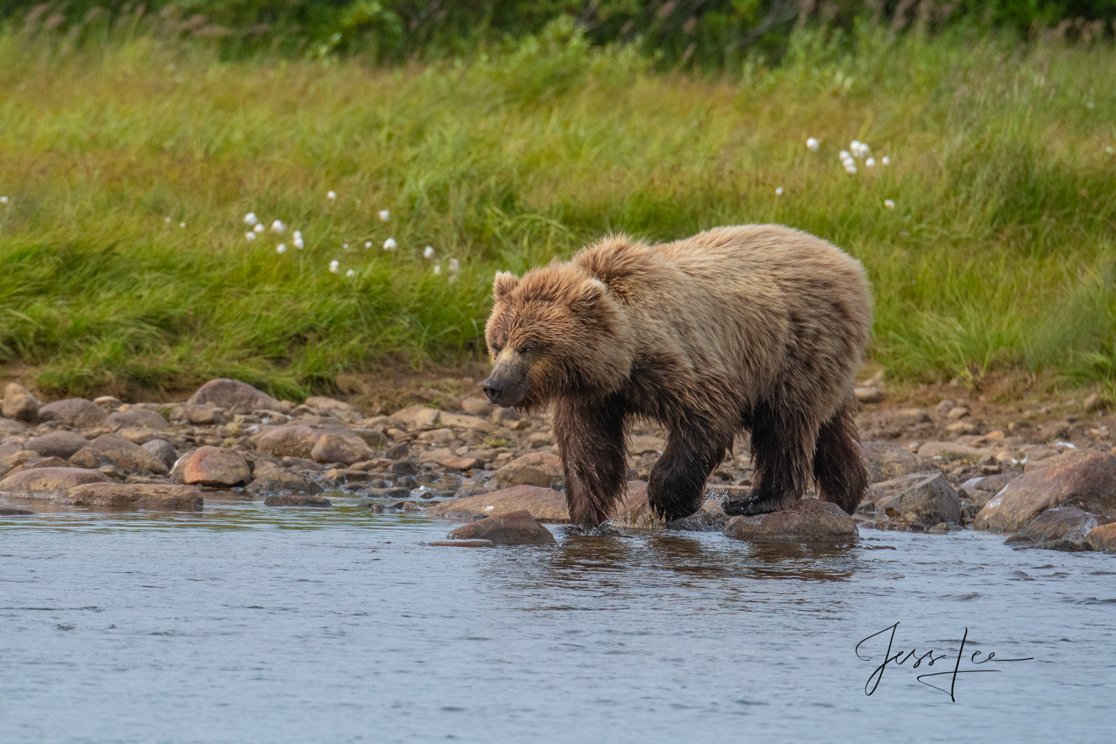 Picture of Grizzly Bear