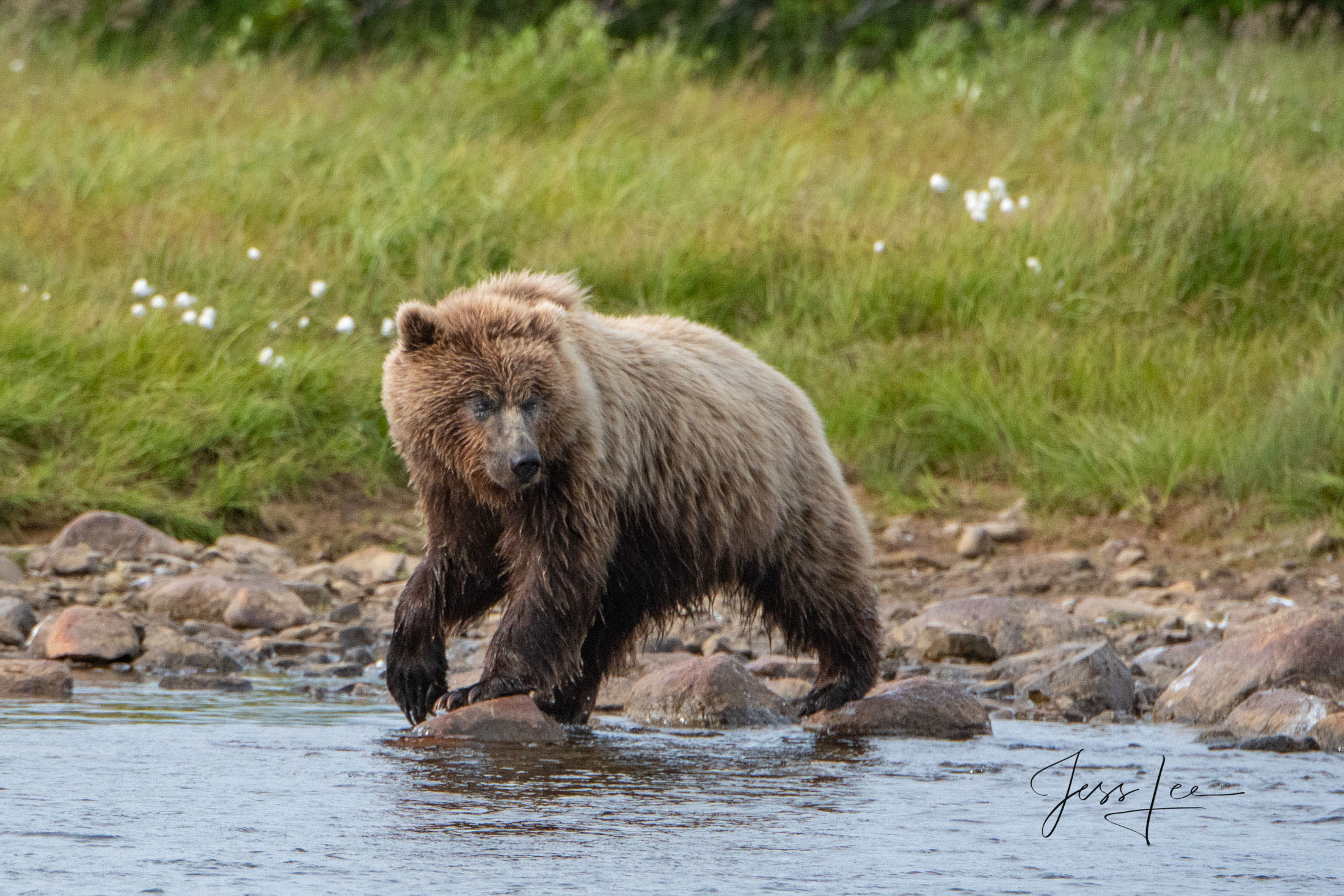 Picture of Grizzly Bear