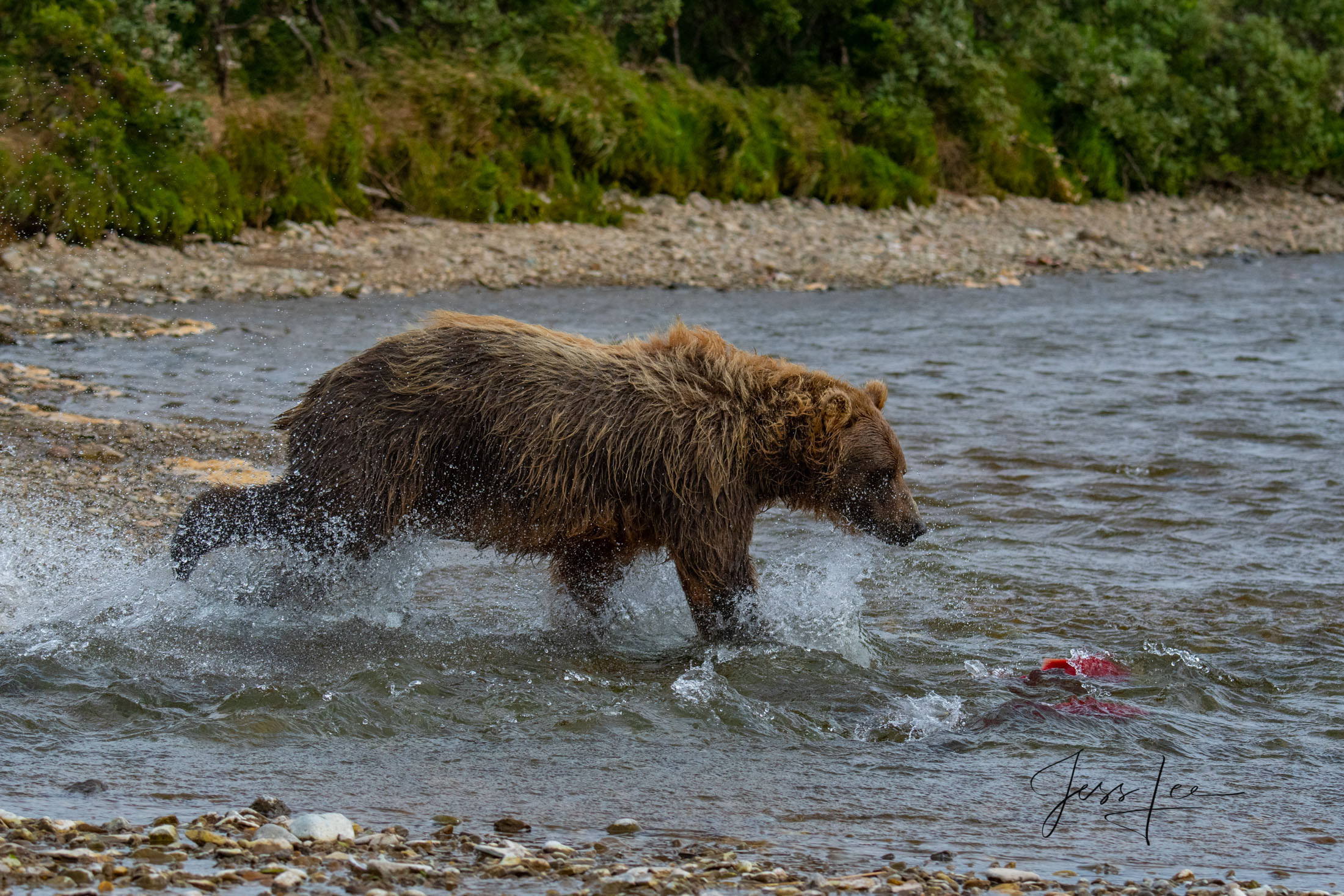 Picture of Grizzly Bear