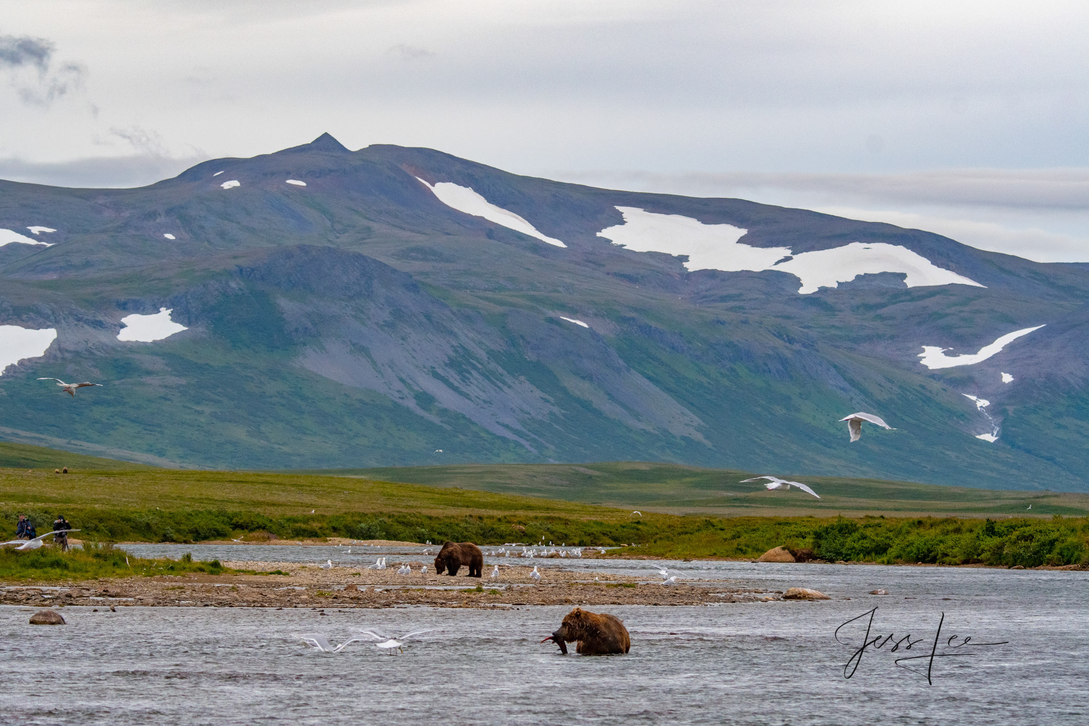 Picture of Grizzly Bear