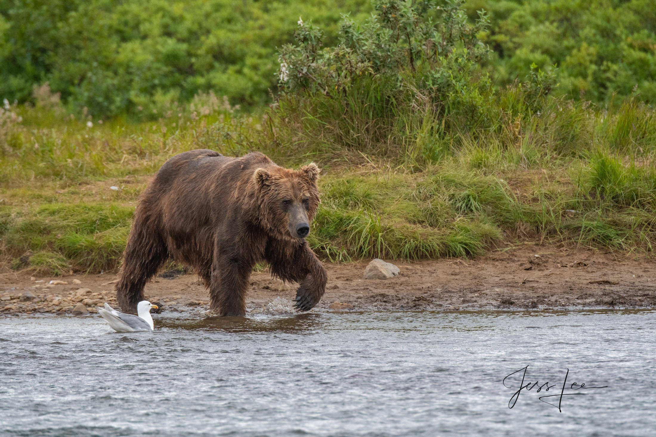 Picture of Grizzly Bear