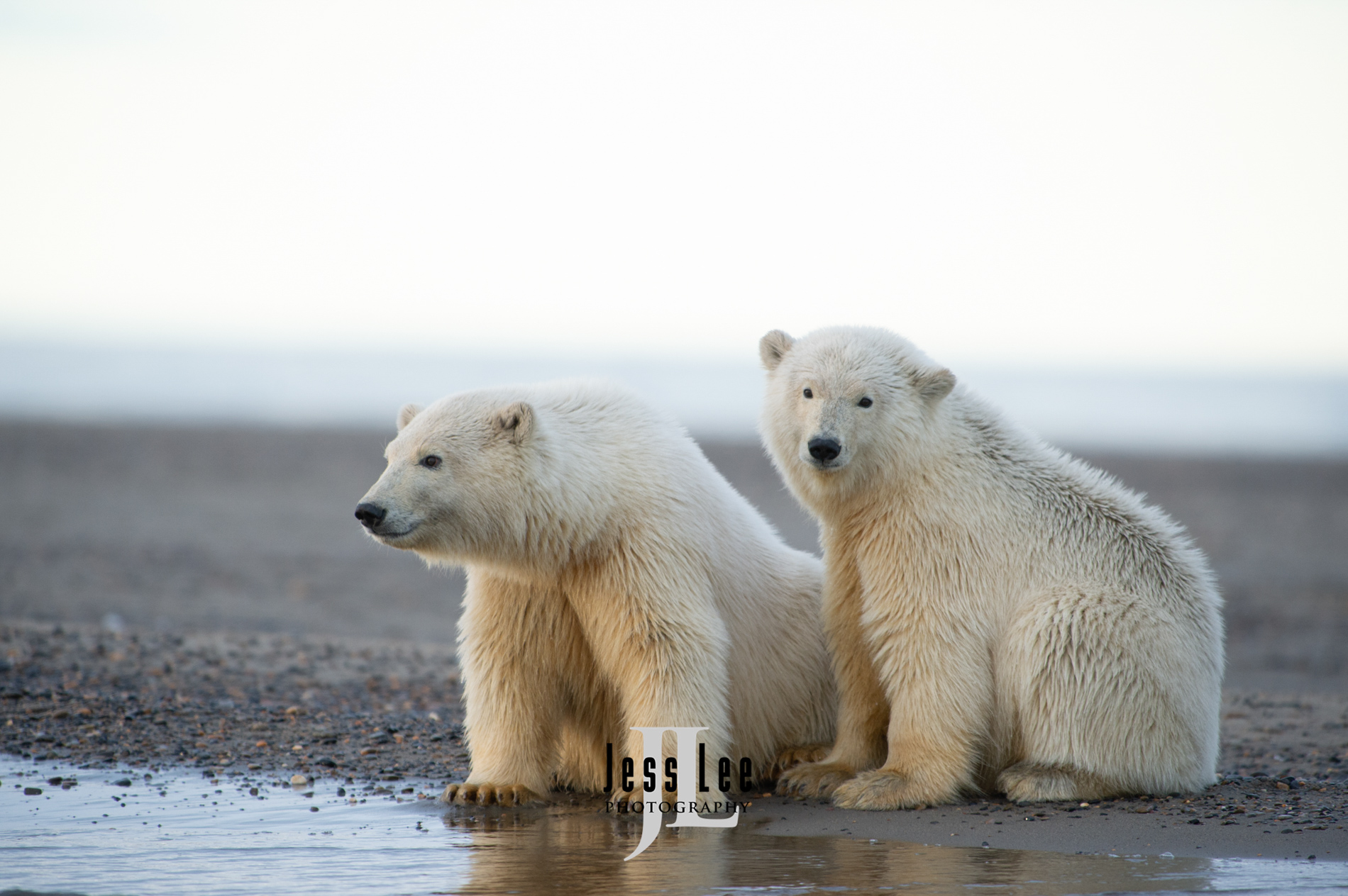 Polar Bear Print