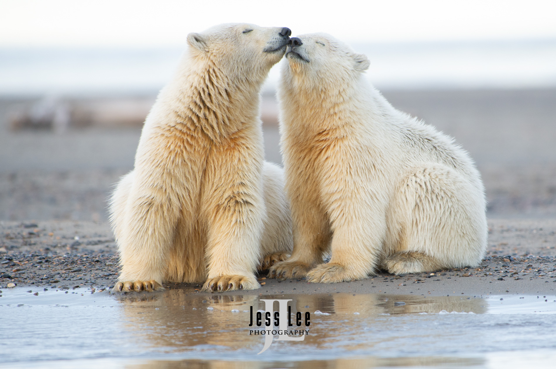 Polar Bear Smooch Polar Bear Print