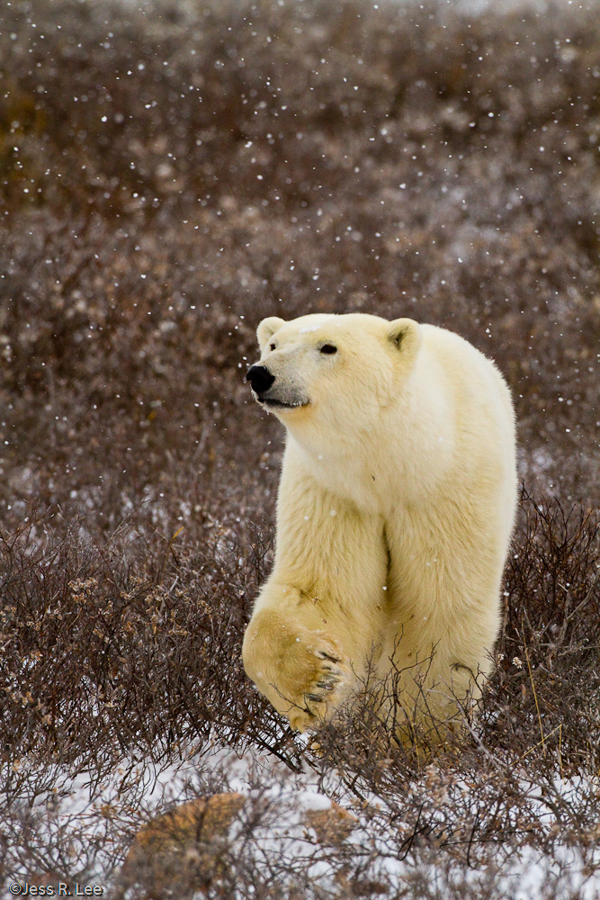 Polar Bear Print