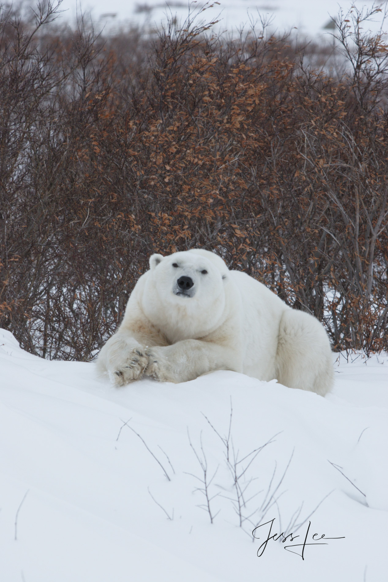 Polar Bear Print