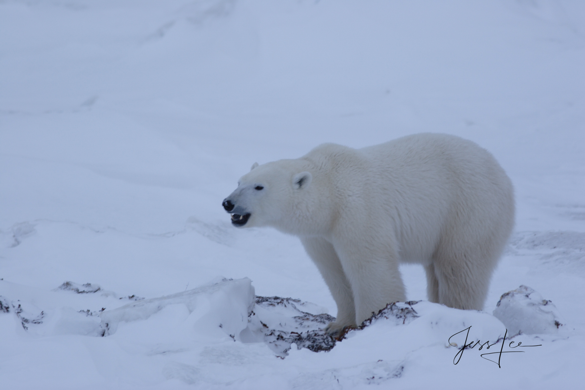 Polar Bear on icepack | Churchill Canada | Photos by Jess Lee