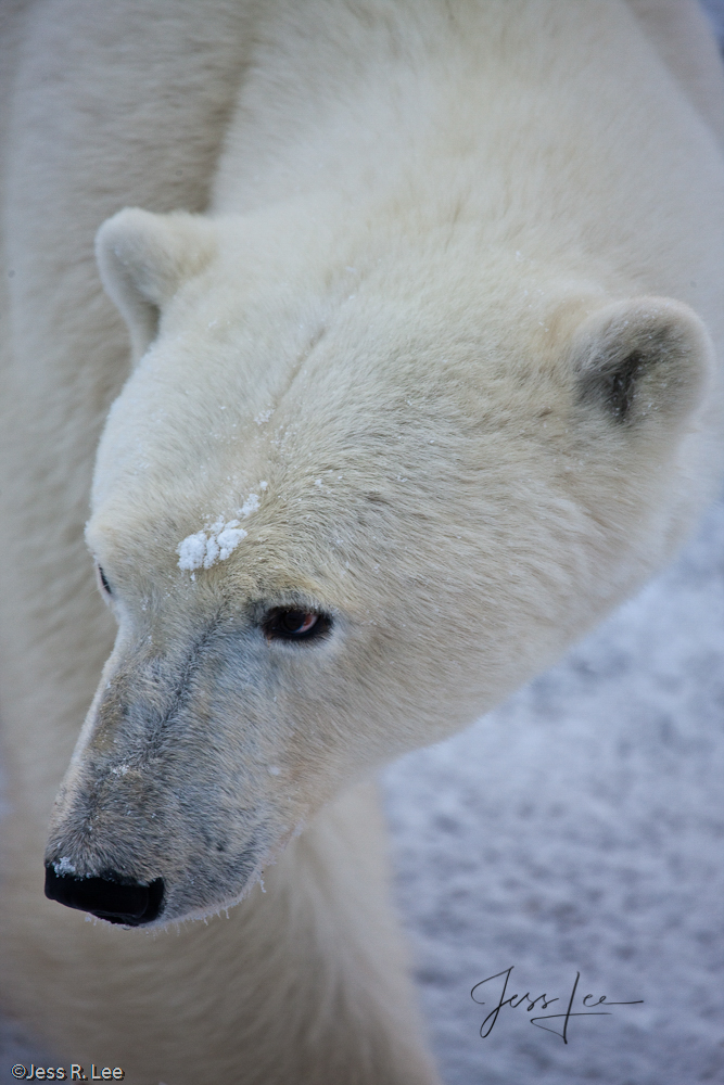 Majestic Polar bear Polar Bear Print