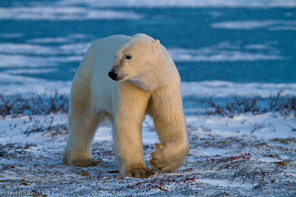 Polar Bear Print