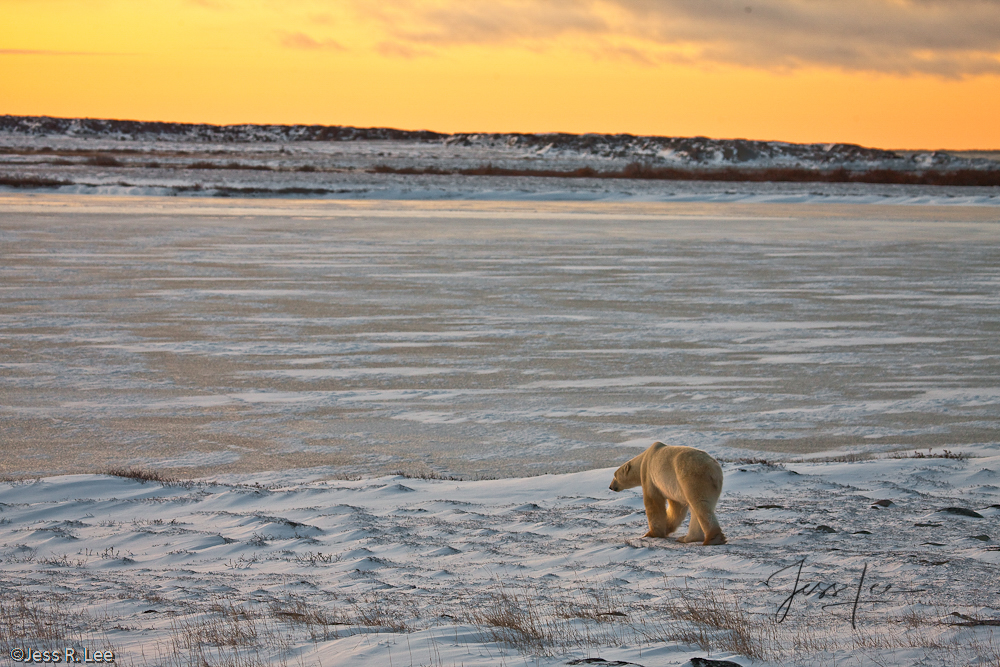 Polar Bear Print