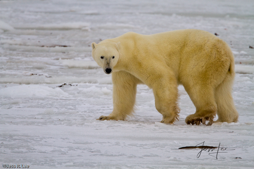 Polar Bear Print