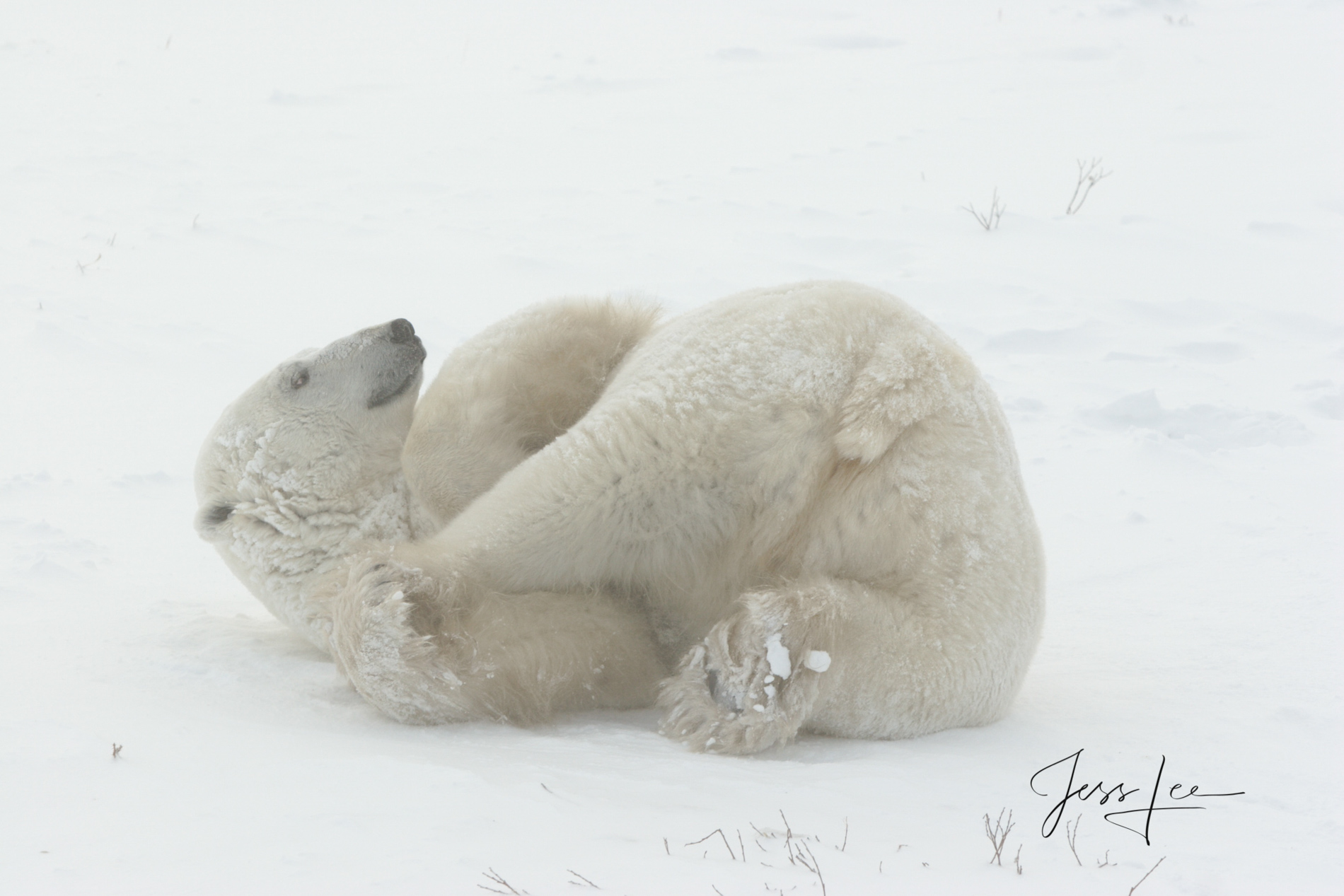 Polar Bear Print