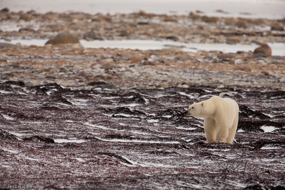 Polar Bear Print