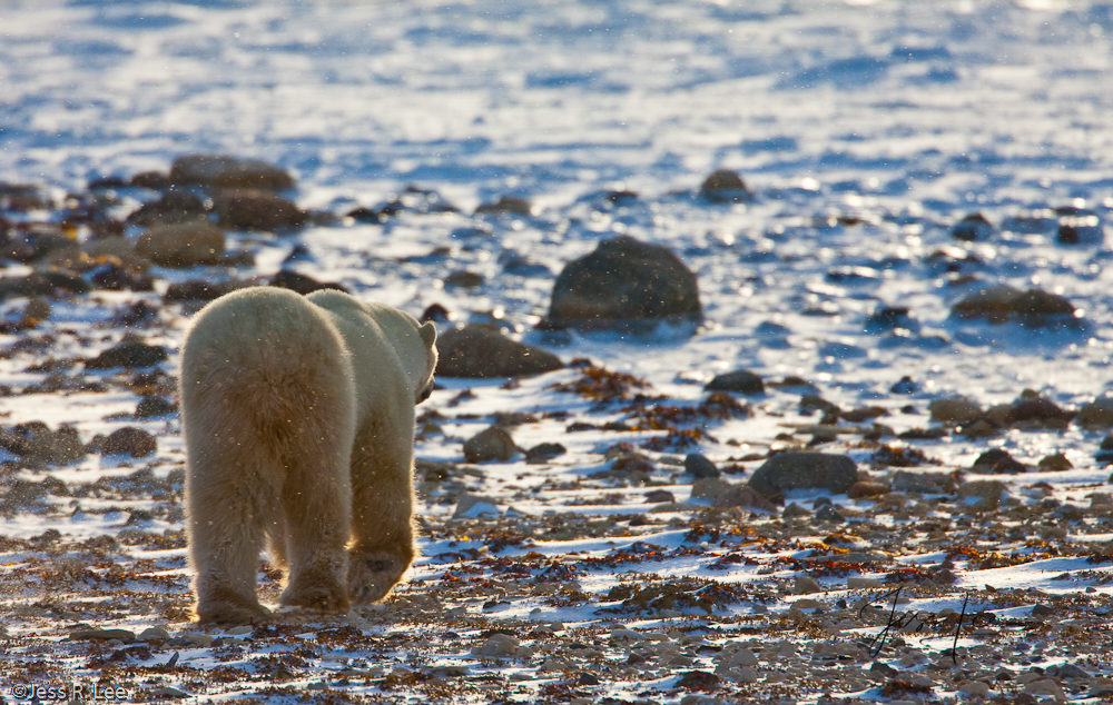 Polar Bear Print