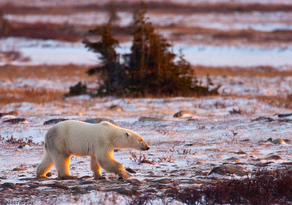 Treeline Polar Bear Polar Bear Print