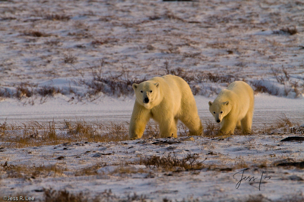 Polar Bear Print
