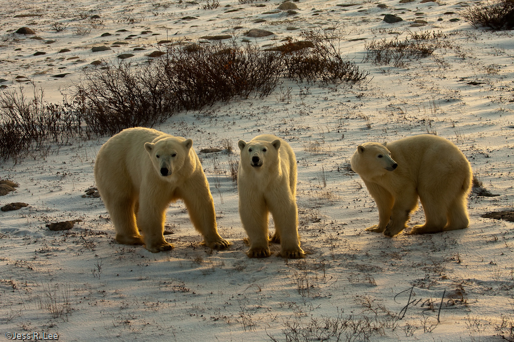 Guilty Polar Bear Trio Polar Bear Print