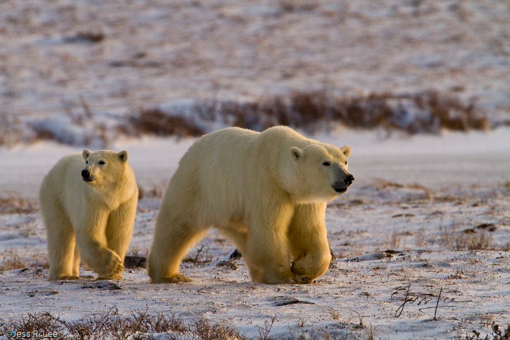 Polar Bear Print