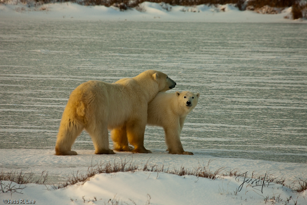 Polar Bear mom and single yearling near Churchill, Hudsons Bay, Canada