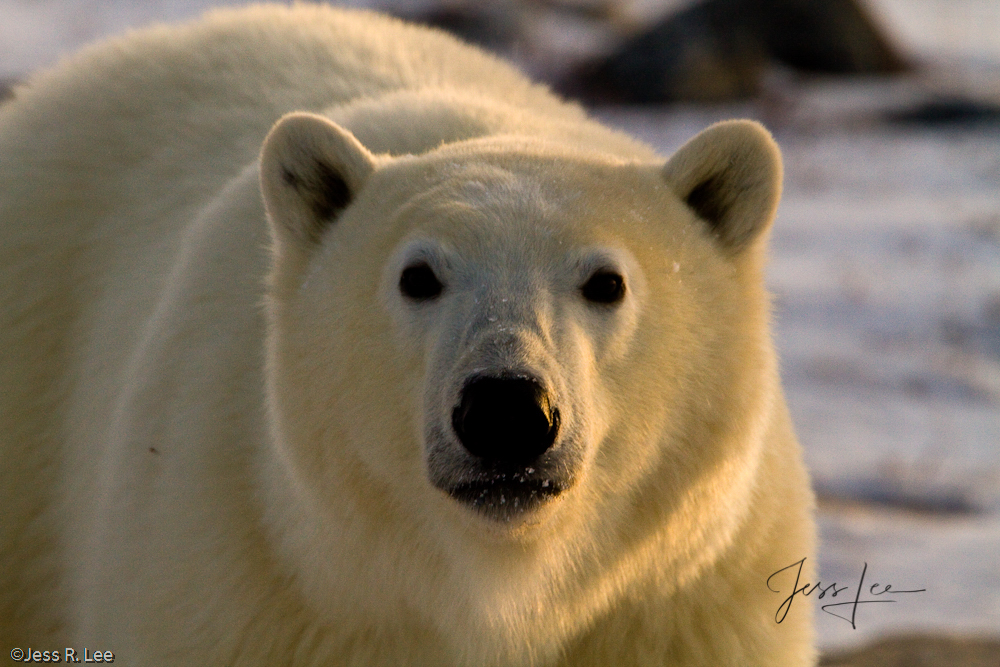 Polar Bear Print