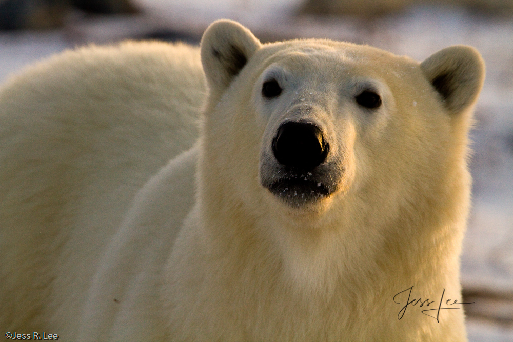 Polar Bears can give a chilling look Churchill, Hudsons Bay, Canada