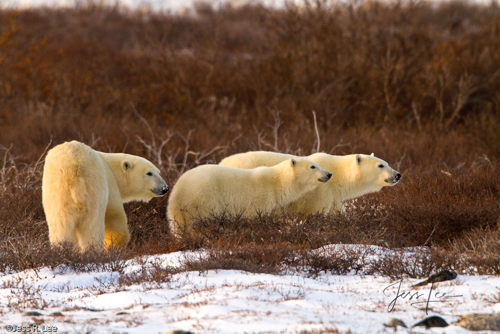Family of Polar Bears Polar Bear picture taken in Arctic Canada