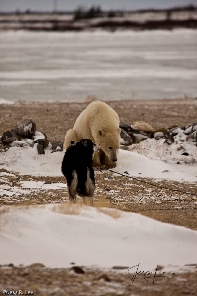 Polar Bear and sled dog playing at Churchill, Hudsons Bay, Canada