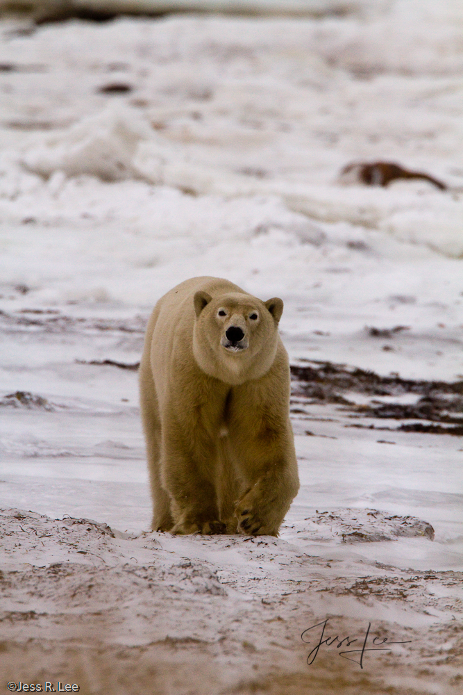 Polar Bear on alert at Churchill, Hudsons Bay, Canada