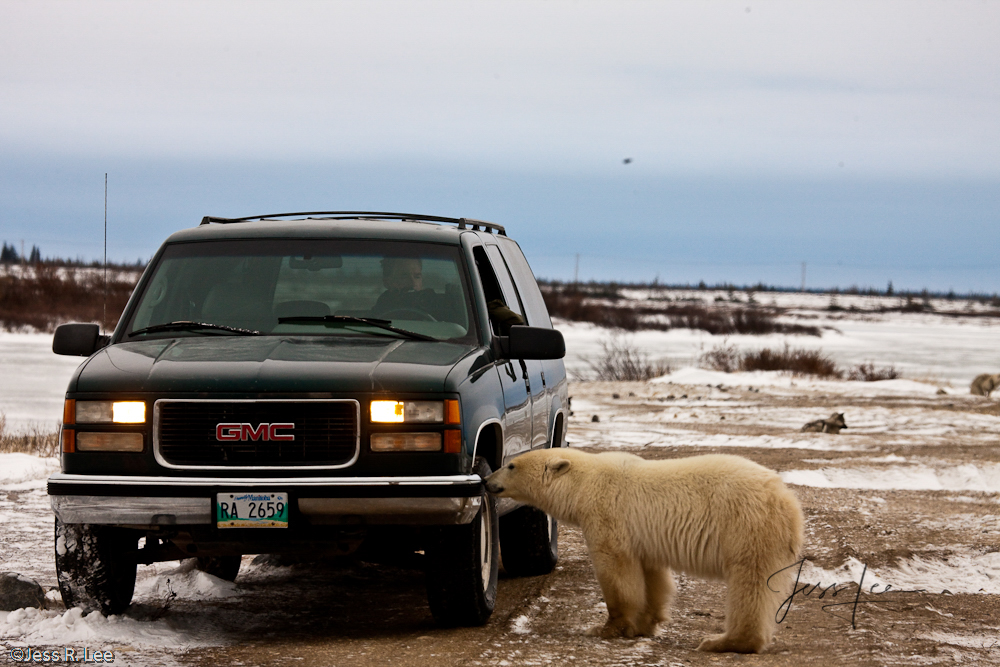 Polar Bear Print