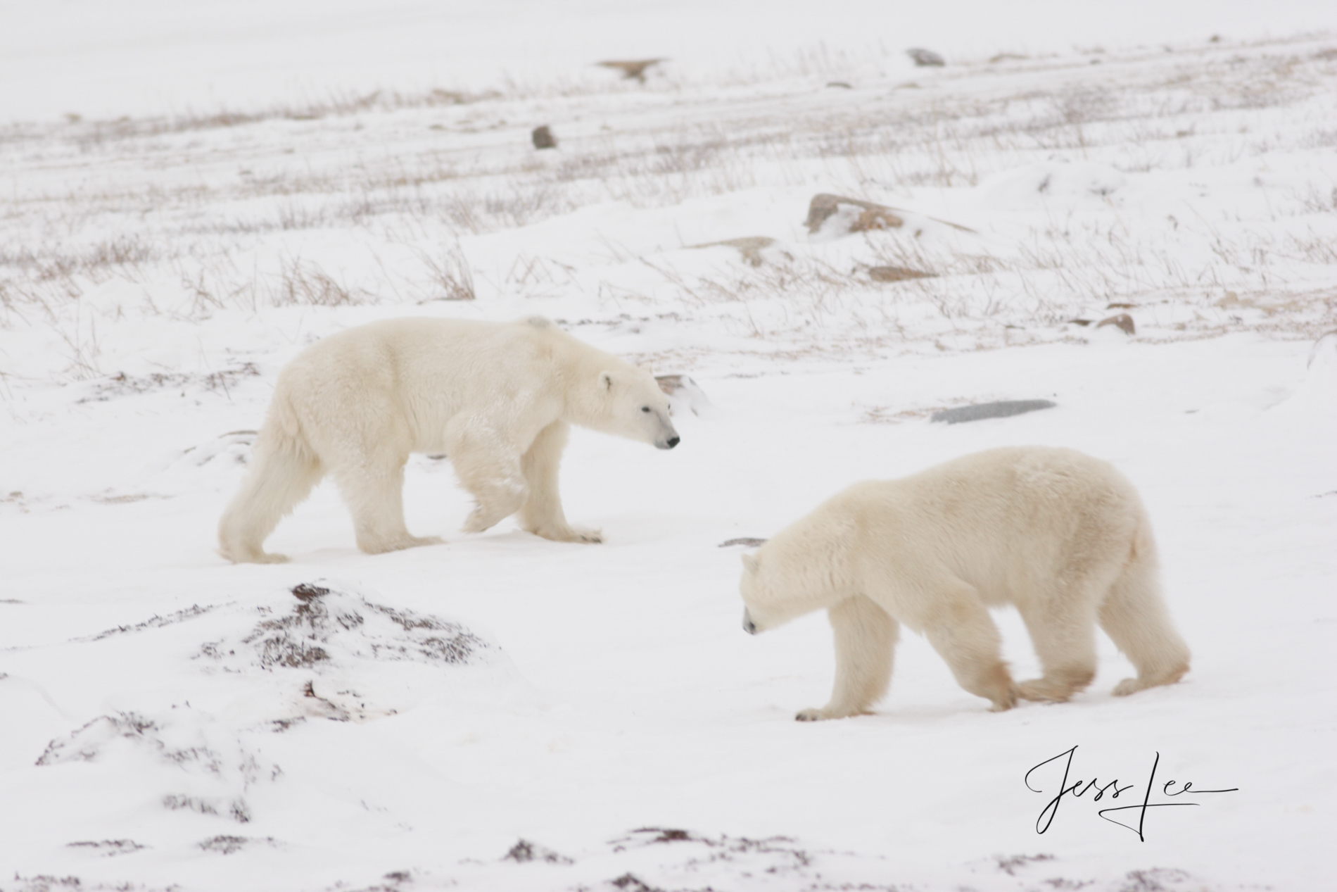 Polar Bear Show Down Polar Bear Print