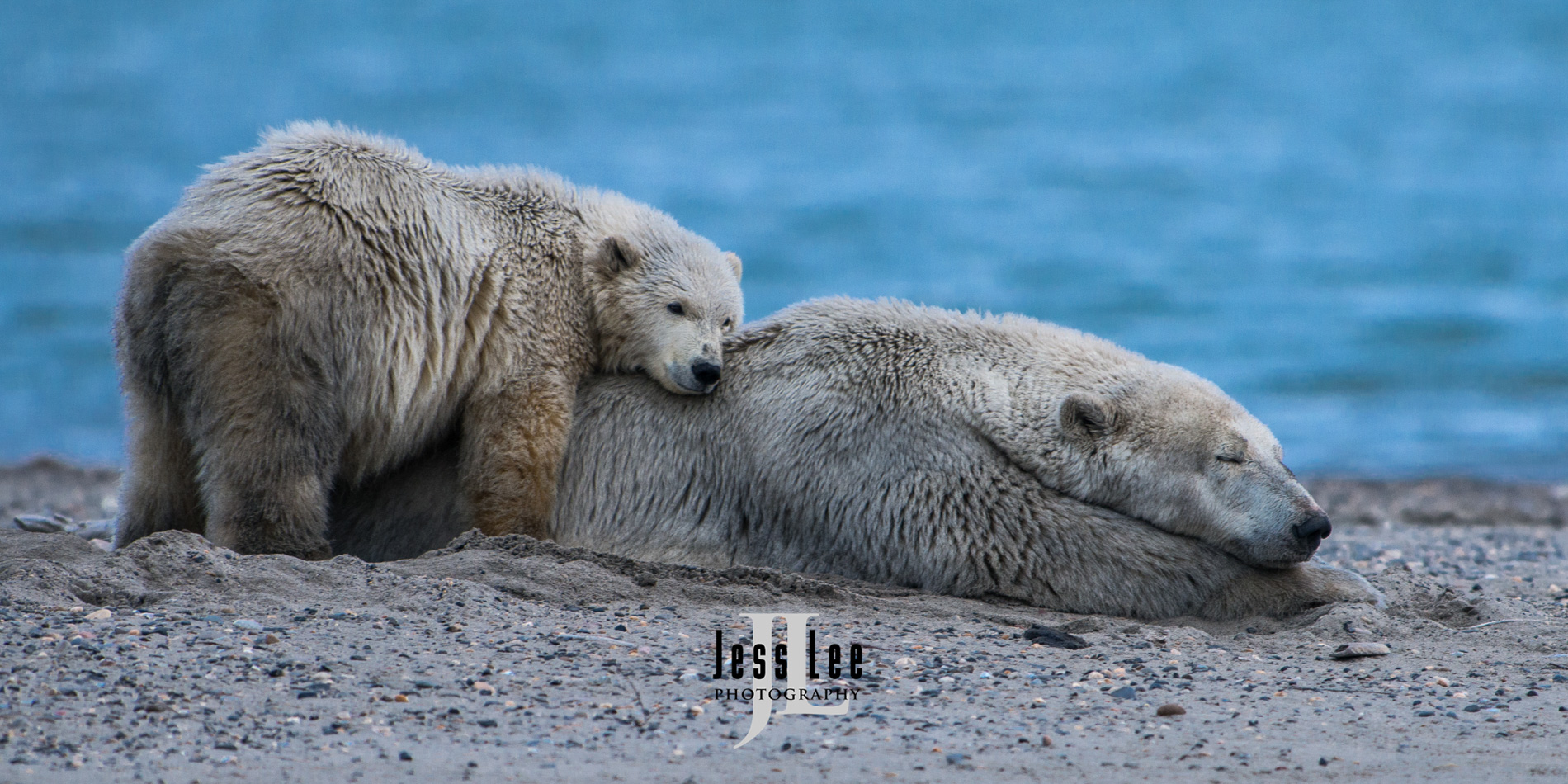 Hoping for Ice Polar Bear Print