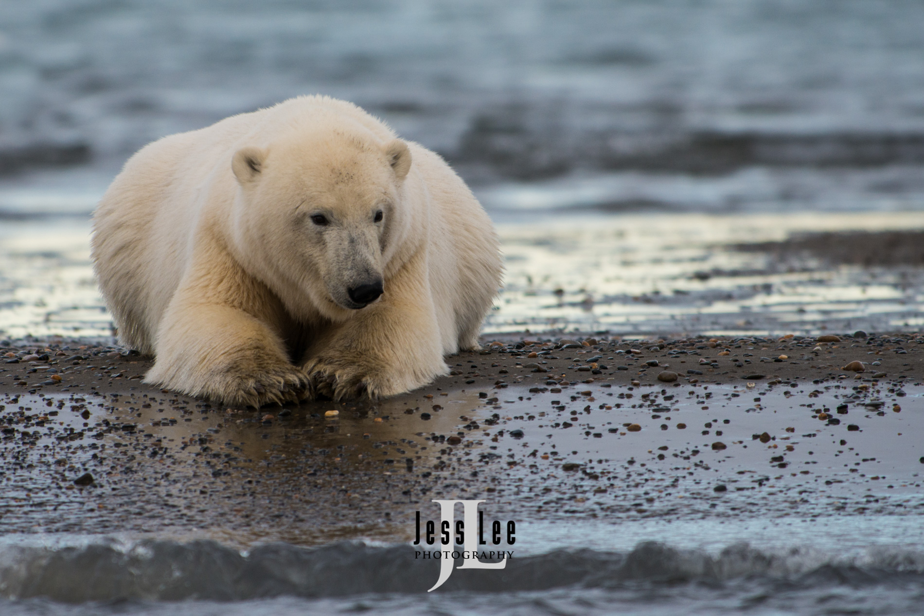 Polar Bear Print