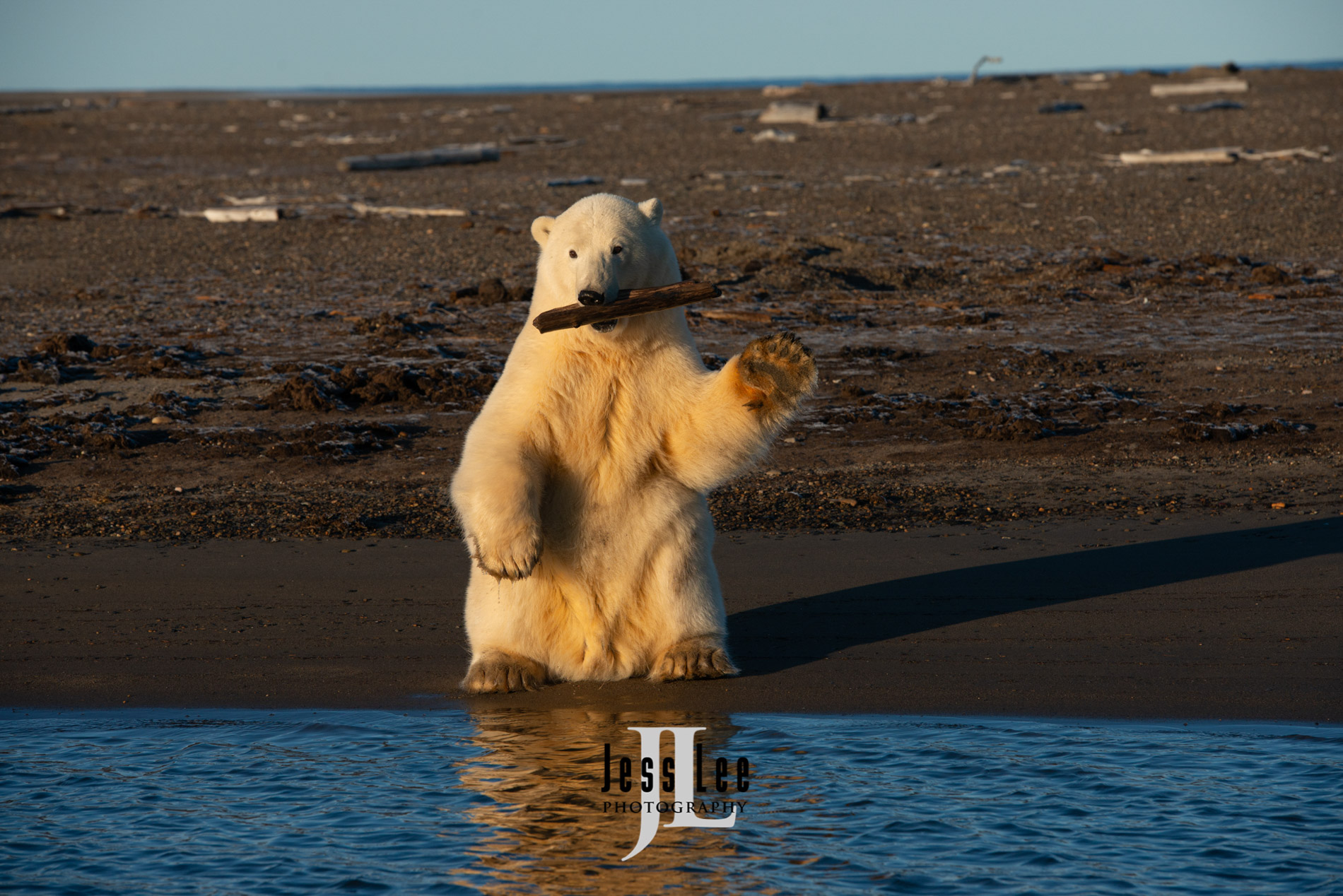 Polar Bear reflecting Polar Bear Print